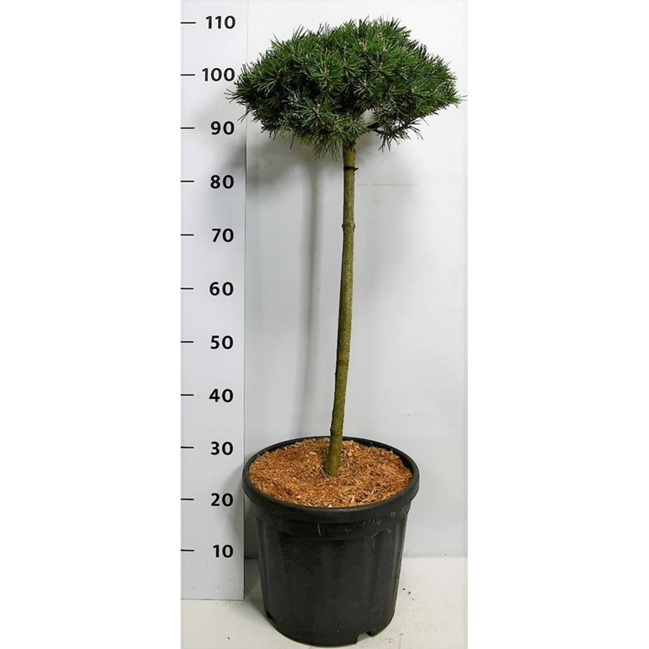 Bergtall – Pinus mugo 'Austreim' - 60 CM Stem C25